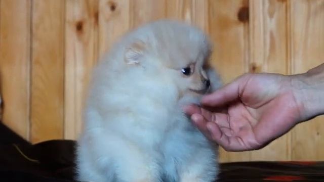 Белый карликовый шпиц смотреть онлайн