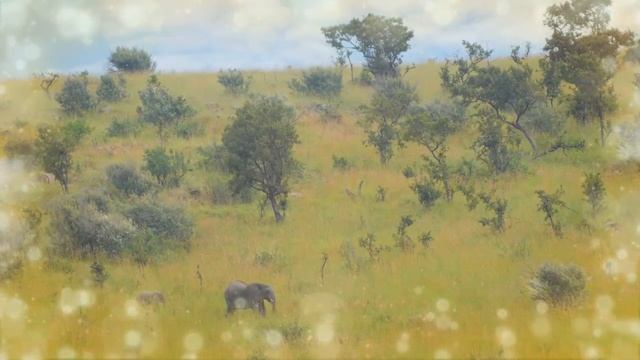 African Safari - Enchanting Wildlife смотреть онлайн