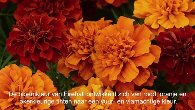 French Marigolds From PanAmerican Seed