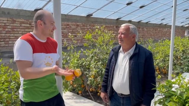 Таджикский (оранжевый) лимон - сорт Мейер смотреть онлайн