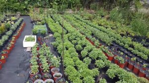 Хризантема не растет, желтеет, стопорится. Почему и чем подкормить.  Обзор на 3.07.2020