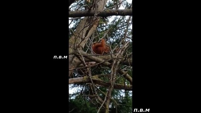 ЖИЗНЬ ЛЕСНЫХ БЕЛОК смотреть онлайн