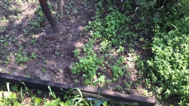 Видео дневник дачника, 21 июня 2021 года смотреть онлайн