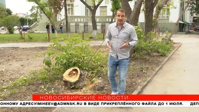 Красные метки ставят на старых деревьях в Новосибирске смотреть онлайн