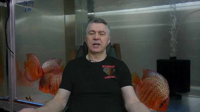 ДИСКУСЫ, Жаберные и кожные сосальщики. DISCUS, gill and skin flukes. смотреть онлайн