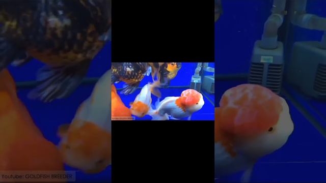 beautiful gold fish смотреть онлайн