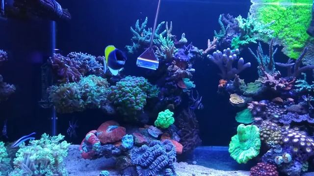 Белогрудый хирург атакует пищевого конкурента - скребок? смотреть онлайн