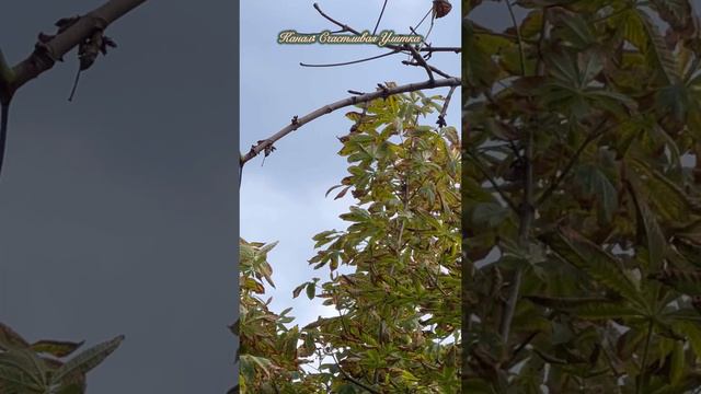 Каштан смотреть онлайн