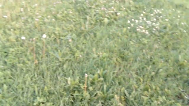 Поиск с металлоискателем в Омской области Тевризский район Луго-Аёвск. смотреть онлайн