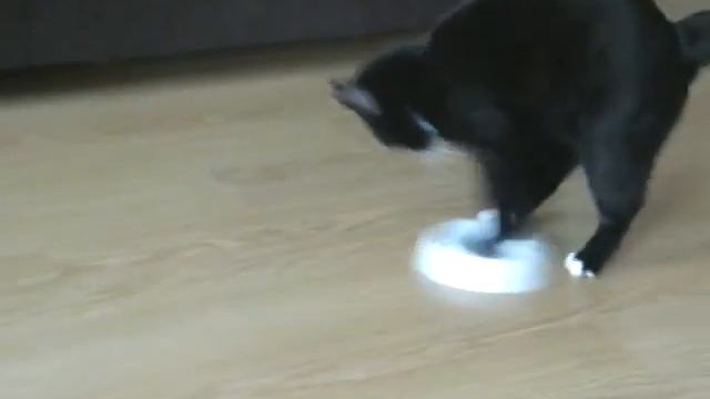 Cat hints that he's hungry / Кот намекает, что он голоден. смотреть онлайн