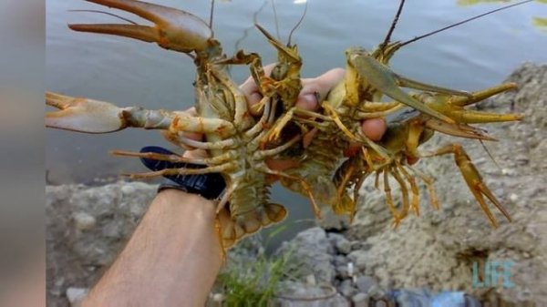 В каких водоёмах ловятся раки?