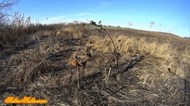 Ловля певчих птиц - Новый формат видео. Щеглы, Атака ястреба, чижи. смотреть онлайн