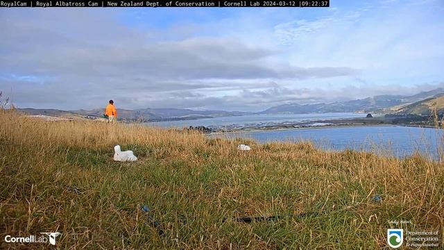Royal Albatross ~ TF & TFT Chicks Graduate To Larger Green Baskets! 💪 Two Armfuls Of Fluff 😂 3.12.2 смотреть онлайн