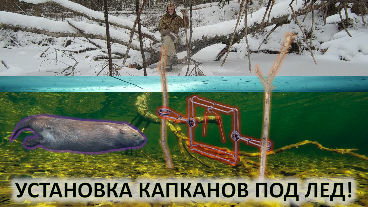 Охота на бобра. Установка капканов на бобра под лед смотреть онлайн