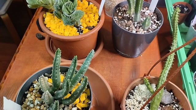 кактусята обзор полив стимуляции роста корней