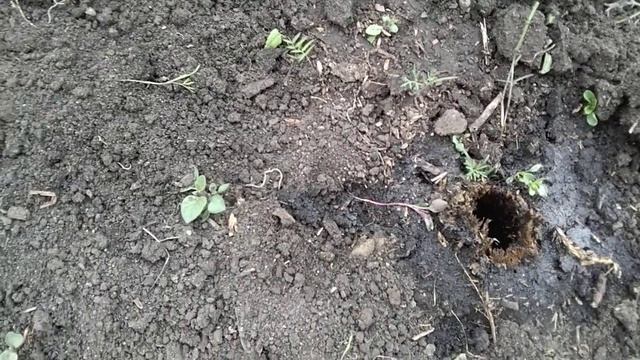 охота на тарантула. 1 серия. смотреть онлайн