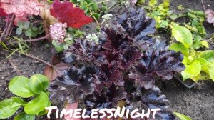Новинка этого года в моем саду....шикарный и самый черный сорт гейхеры Timeless night....