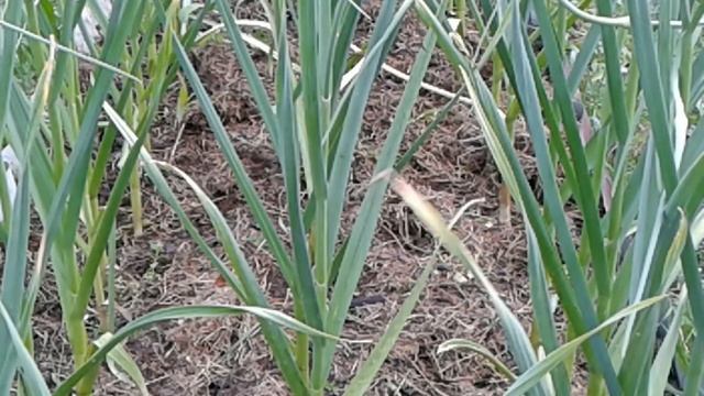 Озимый чеснок Что делать со стрелками? #чеснок #чесночныестрелки #садоводство #gardening #garlic