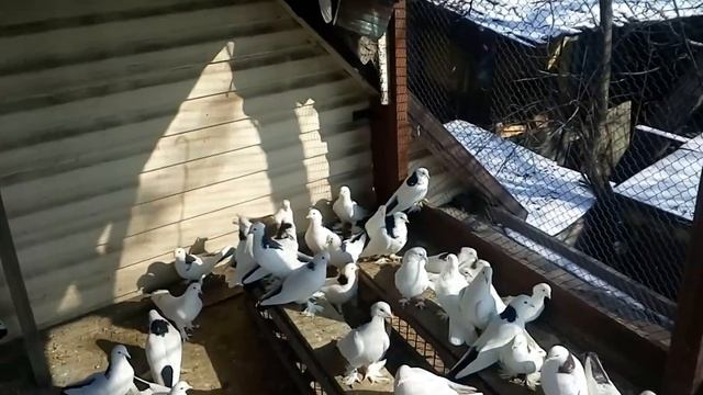 Чимирис В Н 1-ч. Широкохвостые Белые Бакинские Бойные голуби и Шейки.Кривой Рог смотреть онлайн