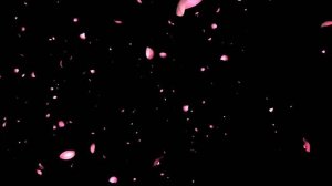 Футаж Лепестки роз Footage Rose petals HD