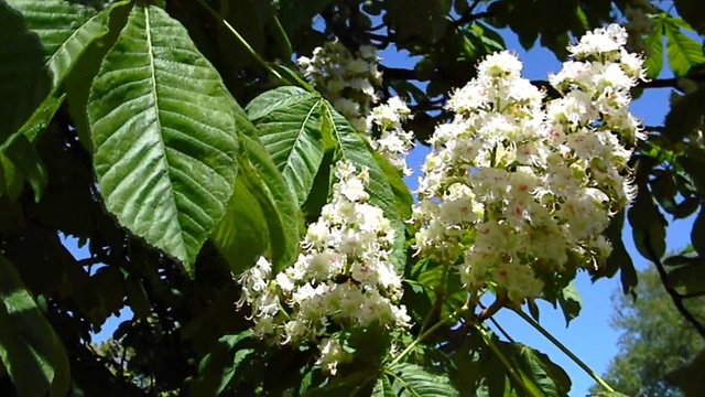 Каштаны весной