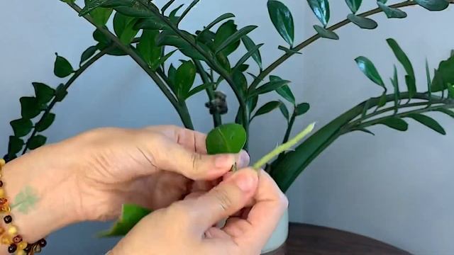 ZAMIOCULCAS ZAMIIFOLIA PLANT PROPAGATION смотреть онлайн
