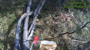 Грабли-комбайн для сбора ягоды  (Эксперимент)