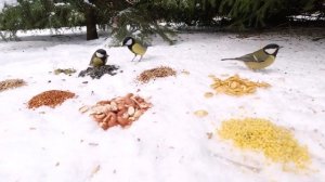 Какой корм сыпать в кормушку зимой? Отвечают синицы, снегирь, зеленушка и воробьи.