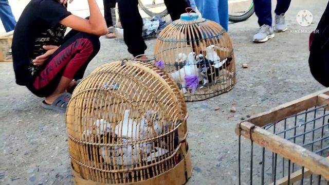 кафтар бозори вахдат ринок голубей г вахдата 18.07.22г смотреть онлайн