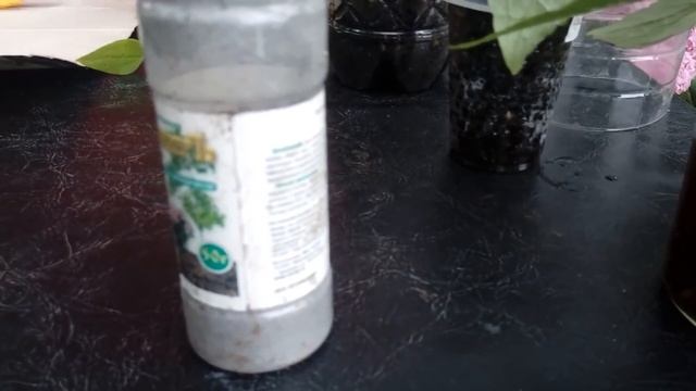 Размножаем клематис эффективно! Часть первая. смотреть онлайн