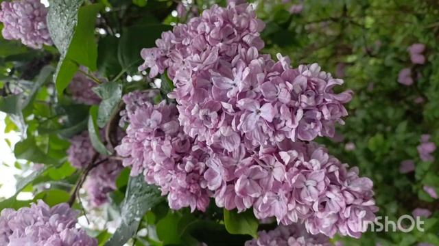 Сирень Олимпиада Колесникова. смотреть онлайн