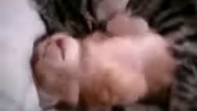 Мама кошка обнимает котенка