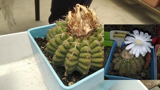 Discocactus | Cacti Care