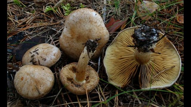 Inocybe leucoblema смотреть онлайн