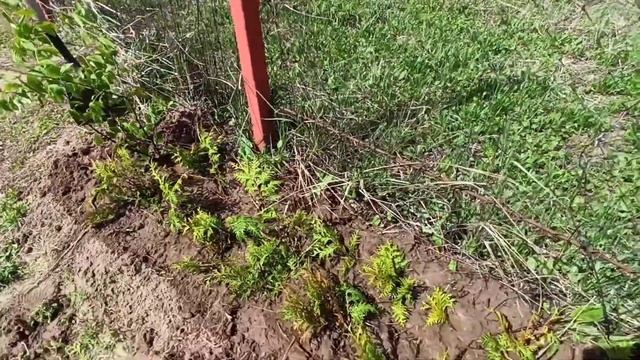 Ставим забор/Сажаю розы/Черенки туи смотреть онлайн