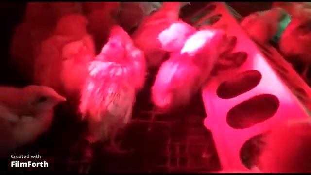 Перепелки от птенца до яйца смотреть онлайн