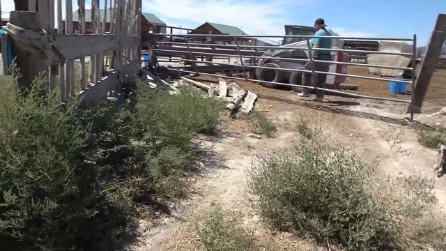 We ERADICATE 51 Rats! Total CHAOS While Ratting With Dogs! смотреть онлайн