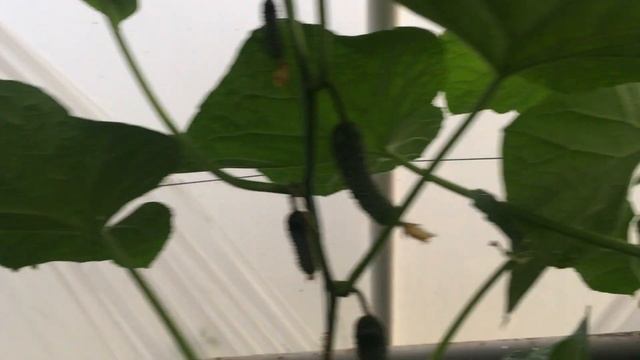 Лучшее от Seminis: Мадрилене в начале сентября смотреть онлайн