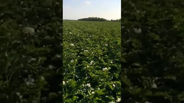 Картофель Коломбо 1 репродукция смотреть онлайн