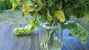 МОЛЮЦЕЛЛА. Вырастила и застабилизировала глицерином.