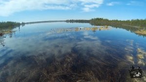 Нерест щуки весной