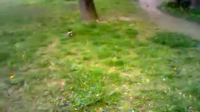ДИКИЕ ГОЛУБИ--КЛИНТУХИ В ГОРОДЕ смотреть онлайн