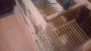 Ловушка для птиц своими руками,западок хлопок jaula trampa