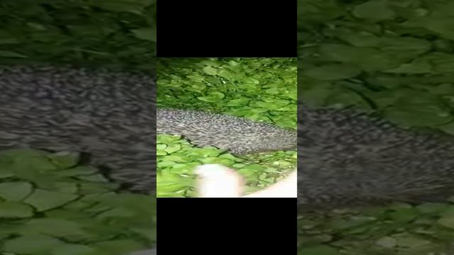 Очаровательный ЁЖ