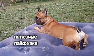 Полезные лайфхаки для французских бульдогов. Стрижка когтей, туалет для кобеля, путаница с поводком