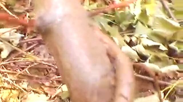 MOV0288A Древогубец и молодые деревца смотреть онлайн