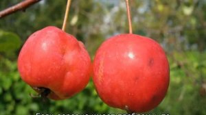 Как правильно посадить яблоню весной в Сибири