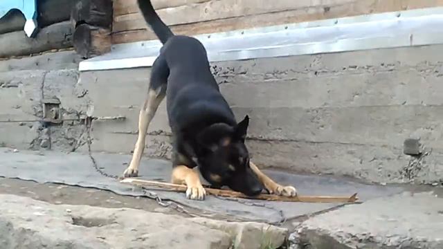 Лютый волк смотреть онлайн