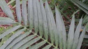 Хамедорея – секреты и особенности выращивания в домашних условиях.