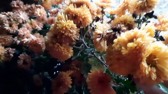 ПРИШЛО ВРЕМЯ ЗАНЕСТИ С УЛИЦЫ ГОРШКИ С ХРИЗАНТЕМОЙ. смотреть онлайн